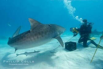 Tiger Shark Wallpaper