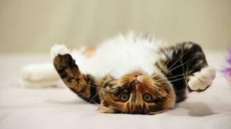 Cats High Definition Wallpaper Quality