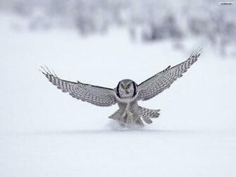 Youwall Flying Owl Wallpaper