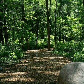 Forest Path Wallpaper For Nokia