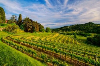 Vineyard Wallpaper HD High Resolution WallartHD