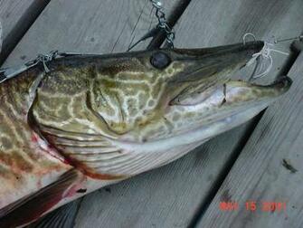 Muskie Wallpaper Inch Tiger Picture