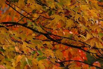 Desktop Wallpaper Fall Colors In HD