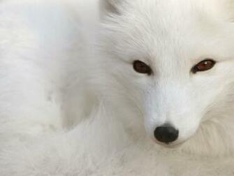 Black Fox Animal Picture Baby Red