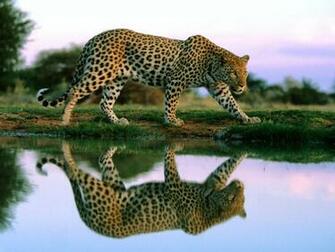 Wild Animal Wallpaper HD