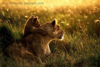 Beautiful Animal HD Screensaver Wallpaper
