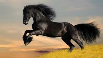 Black Horses HD Wallpaper Horse Desktop