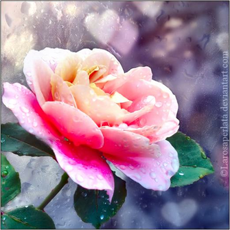 Pure Romance By Larosaperlata