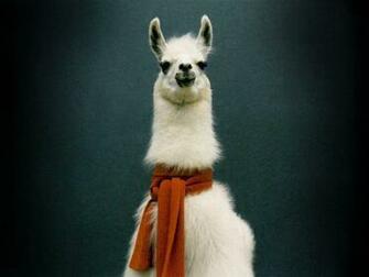 Llama Background