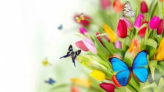 More Butterfly Flower Wallpaper High