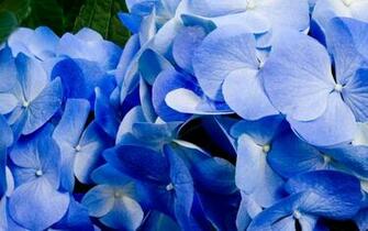 Blue Hydrangea Wallpaper
