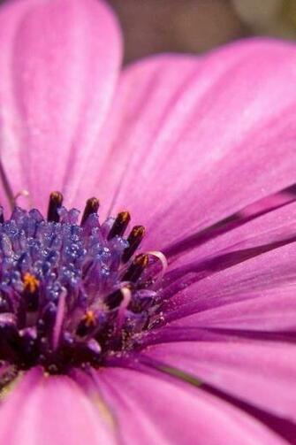 Purple Flower iPhone Wallpaper