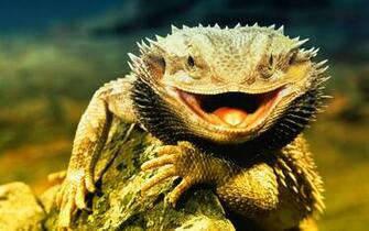 HD Wallpaper Animals Lizard Dragon High Definition