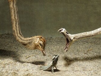 Bearded Dragon Wallpaper Jpg