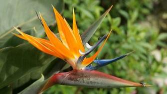 Bird Of Paradise Wallpaper Which Is Under The Birds
