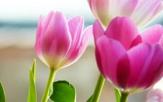 My Favorites Pink Wallpaper