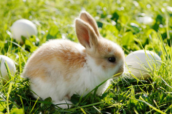 Cutest Easter Bunnies Photos Abc News