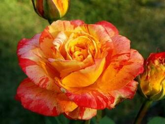 Yellow Roses Wallpaper HD Topwallpaper