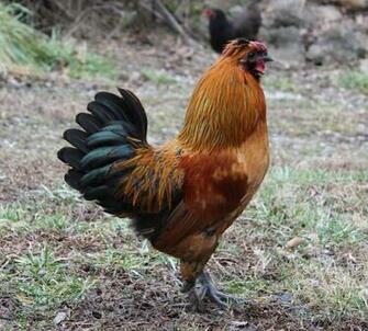 Rosie S Vintage Wallpaper Mr Rooster
