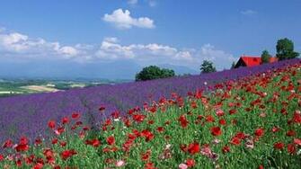 Lavender Poppy Field Desktop Pc And Mac Wallpaper