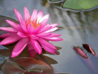 Pink Lotus Flowers Flower HD Wallpaper Image Pictures Tattoos