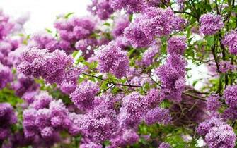 Flowers Lilac Wallpaper Purple