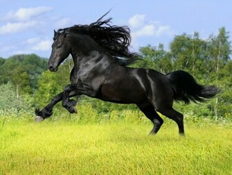 Zoo Park Black Horse Wallpaper Horses Beautiful
