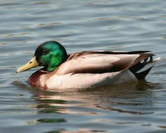 Mallard Duck Wallpaper