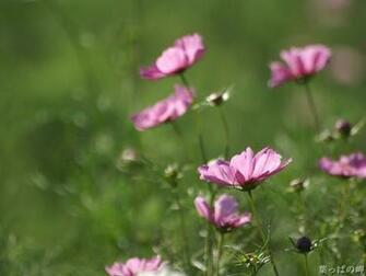 Pink Cosmos HD Flower Wallpaper Flowering Plant