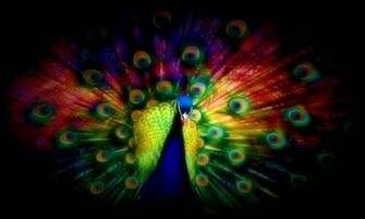Wallpaper Peacock HD