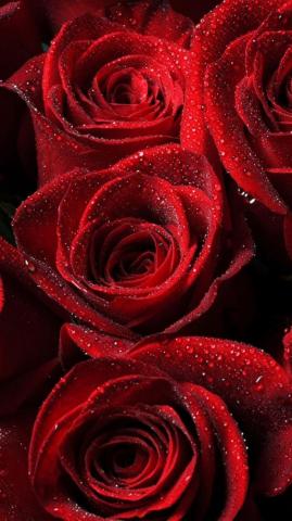 Roses Red Drops Petals iPhone Wallpaper