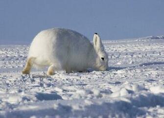 Arctic Hare Wallpaper Animal Lovers