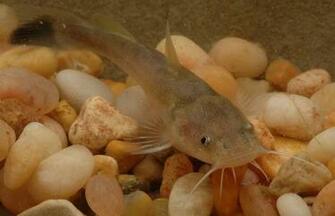 Source Url Dan Johnson Net Fish Flathead Jpg