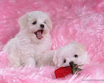 Maltese Wallpaper Fun Animals Wiki Videos Pictures Stories