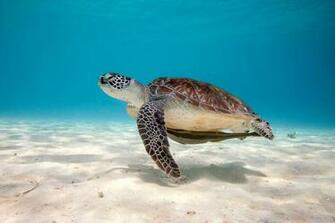 Sea Turtle Reptile Wallpaper For Android iPhone And iPad