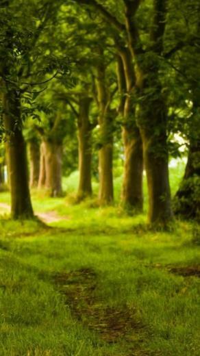 Nature iPhone Plus Wallpaper HD