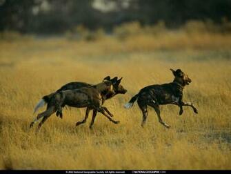 African Wild Dog Wallpaper Animals Town