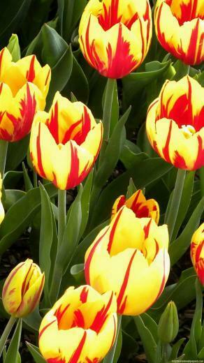 Colorful Tulip Flowers Bright iPhone Wallpaper HD Flower