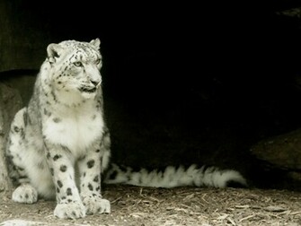 Amazing Snow Leopard Os X Wallpaper