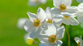Flowers On Gree Desktop Pc And Mac Wallpaper