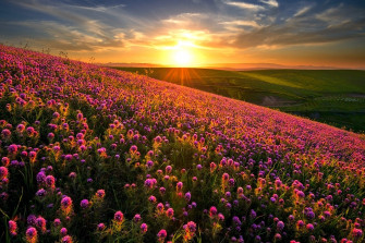 Nature Landscape Sunset Flowers Hill Field Spring Wildflowers Wallpaper HD