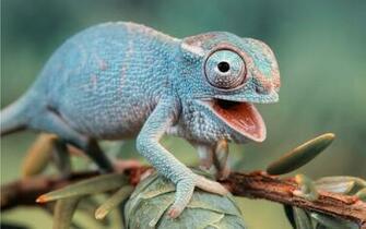 Wallpaper De Reptiles Fondos