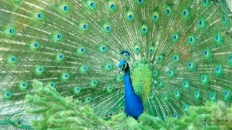 Desktop Peacock Feather Wallpaper