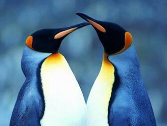 Penguin Wallpaper Penguins Image And Animal Desktop Background