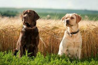 Chocolate Lab Wallpaper