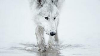 White Wolf Arctic Wallpaper Snow Desktop