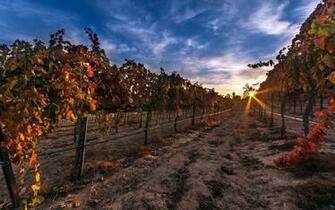 Vineyard Computer Wallpaper Desktop Background