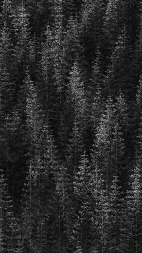 Of The Most Popular Google Pixel Xl Wallpaper