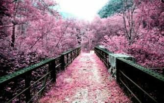 Japanese Cherry Blossom Garden Wallpaper Refreshrose Spot