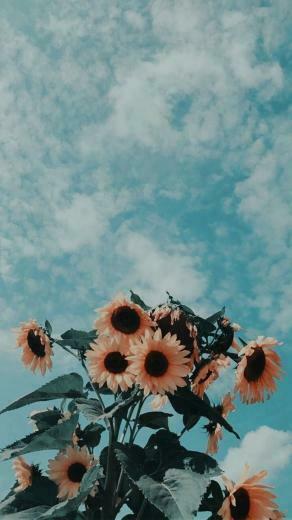 So Pretty Sunflower Wallpaper Landscape Aesthetic